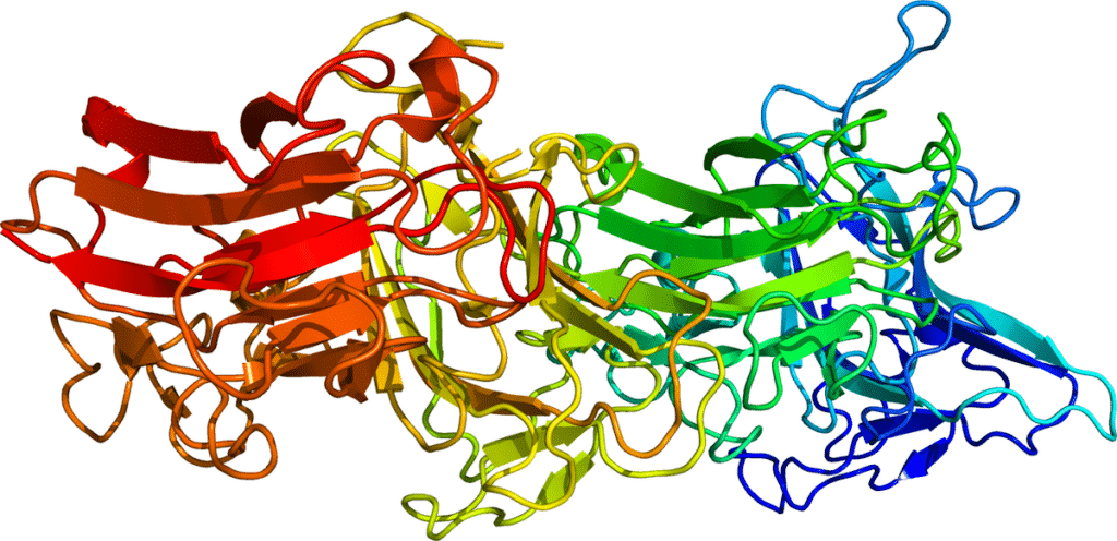 La reelina, una proteína potencialmente neuroprotectora, podría actuar de forma "diferencial" en pacientes con Trastorno por Uso de Alcohol que "expresan o no" la apolipoproteína E4 (ApoE4), ayudando a "identificar" a aquellos "con presencia de deterioro cognitivo".